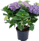 Aktuelles FREILANDHORTENSIE 7+ Angebot bei OBI in Darmstadt ab 14,99 €