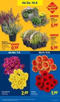 Blumen im Lidl Prospekt "LIDL LOHNT SICH" mit 73 Seiten (Hamburg)