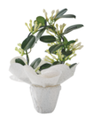 Supermarchés Match Camblain-Châtelain - Promo Plante Stephanotis Promo Plante Stephanotis à 14,99 € dans le catalogue Supermarchés Match à Camblain-Châtelain