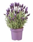 Lavendel im aktuellen Lidl Prospekt