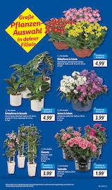 Ähnliches Angebot bei Lidl in Prospekt "LIDL LOHNT SICH" gefunden auf Seite 7