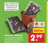 Amaryllis-Pflanzset für 2,99 € bei Netto Marken-Discount im Angebot Amaryllis-Pflanzset im aktuellen Netto Marken-Discount Prospekt