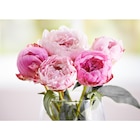 Bouquet de 5 pivoines - FLEUR en promo chez Carrefour Strasbourg à 4,99 €