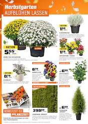 Aktueller OBI Prospekt mit Thuja, "EIN JUBILÄUM VOLLER OBIRASCHUNGEN", Seite 6