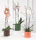 Promo PHALAENOPSIS 2 TIGES à 12,99 € dans le catalogue Super U à Courville-sur-Eure