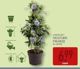 Passiflore pyramide - GARDENLINE en promo chez Aldi Passiflore pyramide - GARDENLINE dans le catalogue Aldi