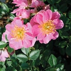 Rosier Tapissant - Le pot de 9 x 9 cm - BOTANIC® en promo chez Botanic Rosier Tapissant - Le pot de 9 x 9 cm - BOTANIC® dans le catalogue Botanic