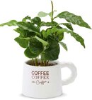 Aktuelles Kaffee-pflanze Angebot bei Netto Marken-Discount in Weiden (Oberpfalz) ab 2,99 €