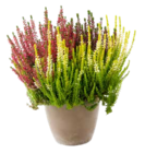 ZG Raiffeisen Schopfheim - Calluna 11 cm-Topf Twin Girls Angebot im Prospekt Calluna 11 cm-Topf Twin Girls bei ZG Raiffeisen im Schopfheim Prospekt für 2,99 €