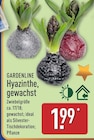 Hyazinthe, gewachst von Gardenline im aktuellen ALDI Nord Prospekt