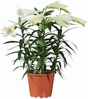 Lys longiflorum en promo chez Lidl Troyes à 8,99 €