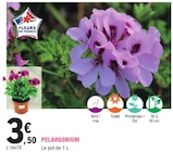 Pelargonium à 3,50 € dans le catalogue E.Leclerc