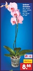 Gefärbte Orchideen Angebote bei Netto Marken-Discount Stuttgart für 8,88 €