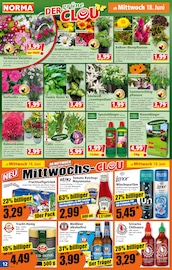 Parfum im Norma Prospekt in Kaiserslautern Aktueller Norma Prospekt mit Parfum, "Mehr fürs Geld", Seite 13