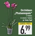 Orchideen 'Phalaenopsis' im Angebot bei EDEKA in Augsburg Orchideen 'Phalaenopsis' Angebote bei EDEKA Augsburg für 6,99 €