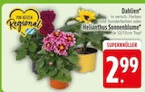 Aktuelle Pflanzen Angebote bei EDEKA in Ingolstadt Aktuelles Dahlien Angebot bei EDEKA in Ingolstadt ab 2,99 €