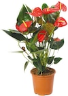XXL Anthurie 'Royal Red' bei Netto mit dem Scottie im Lieberose Prospekt für 9,99 €