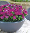 Marguerite du Cap en promo à 1,95 € chez Jardiland Marguerite du Cap dans le catalogue Jardiland
