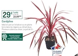 Cordyline - Botanic Cordyline à 29,00 € dans le catalogue Botanic