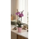 Orchidée Phalaenopsis - Carrefour Market à Lille Orchidée Phalaenopsis en promo chez Carrefour Market Lille à 9,99 €