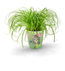 Katzengras im Angebot bei Kaufland in Heinsberg Katzengras Angebote bei Kaufland Heinsberg für 2,49 €