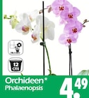 Orchideen Phalaenopsis Angebote bei Wreesmann Dresden für 4,49 €