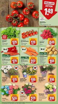 Blumen im aktuellen REWE Prospekt (Rostock) Blumen im REWE Prospekt "Dein Markt" mit 32 Seiten (Rostock)