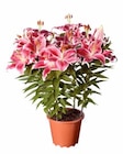 Lilien orientalisch von Lidl für 6,99 € bei Lidl im Angebot Lilien orientalisch von Lidl im aktuellen Lidl Prospekt