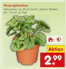 Purpurglöckchen im Angebot bei Netto Marken-Discount in Göppingen Purpurglöckchen Angebote bei Netto Marken-Discount Göppingen für 2,99 €