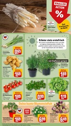 REWE Tomatenpflanze im Prospekt 
