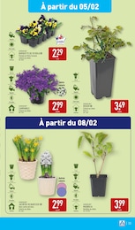 Offre Fleurs d'extérieur dans le catalogue Aldi du moment à la page 36