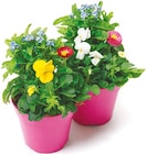 Frühlingsmix 'Spring Deluxe'  im aktuellen Netto mit dem Scottie Prospekt für 2,49 €