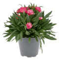 Strohblume für 3,59 € bei toom Baumarkt im Angebot Strohblume im aktuellen toom Baumarkt Prospekt