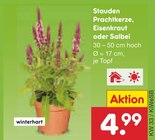 Stauden Prachtkerze, Eisenkraut oder Salbei im Angebot bei Netto Marken-Discount in Hofheim Stauden Prachtkerze, Eisenkraut oder Salbei Angebote bei Netto Marken-Discount Hofheim für 4,99 €