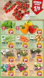 REWE Pflanzen im Prospekt REWE Pflanzen im Prospekt