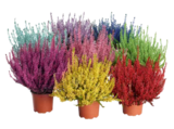 Knospenblüher-Heide gefärbt für 2,99 € bei OBI im Angebot Knospenblüher-Heide gefärbt im aktuellen OBI Prospekt