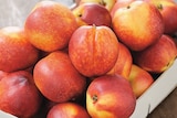 Intermarché Super Lyon - Promo Nectarine Blanche et/ou Jaune Promo Nectarine Blanche et/ou Jaune à 2,49 € dans le catalogue Intermarché Super à Lyon