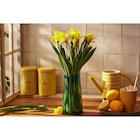 Bouquet de 10 jonquilles Carlton - FLEUR - Carrefour Market à Caen Bouquet de 10 jonquilles Carlton - FLEUR en promo chez Carrefour Market Caen à 4,99 €