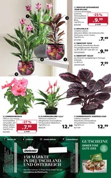 Dehner Garten-Center Hibiskus im Prospekt 