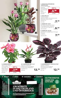 Zimmerpflanzen im Dehner Garten-Center Prospekt "Aktuelle Angebote" mit 16 Seiten (Mannheim)