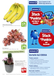 Bananen im EDEKA Prospekt in Mannheim Aktueller EDEKA Prospekt mit Bananen, "Aktuelle Angebote", Seite 5
