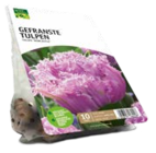Gefranste Tulpen Tulipa Crispa 'Newcastle' Angebote von Grün Erleben bei ROSENGUT Langerwisch Potsdam für 6,99 €