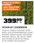 Hecken-Set Lebensbaum bei OBI im Bad Schlema Prospekt für 399,99 €
