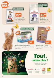 Offre Chat dans le catalogue Maxi Zoo du moment à la page 2