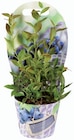 Myrtille en pot dans le catalogue Lidl