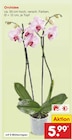 Orchidee im Angebot bei Netto Marken-Discount in Hagen Orchidee Angebote bei Netto Marken-Discount Hagen für 5,99 €
