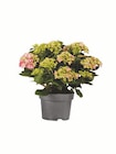 Lidl Gröbenzell - Gartenhortensien Angebot im Prospekt Gartenhortensien bei Lidl im Gröbenzell Prospekt für 6,99 €