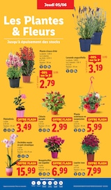 Laurier Rose Angebote im Prospekt "Le vrai prix des bonnes choses" von Lidl Laurier Rose Angebote im Prospekt "Le vrai prix des bonnes choses" von Lidl auf Seite 29