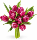 Tulpen bei Netto Marken-Discount im Wesseling Prospekt für 2,49 €