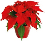 Weihnachtsstern Euphorbia pulcherrima für 2,99 € bei Hellweg im Angebot Weihnachtsstern Euphorbia pulcherrima im aktuellen Hellweg Prospekt